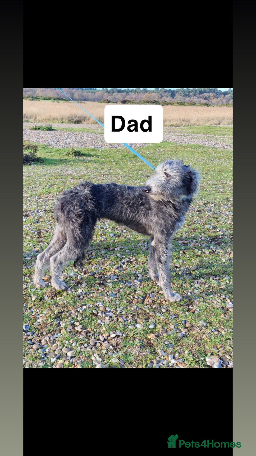 Whippet dogs for sale: Bedlington whippet puppies  - Advert 20