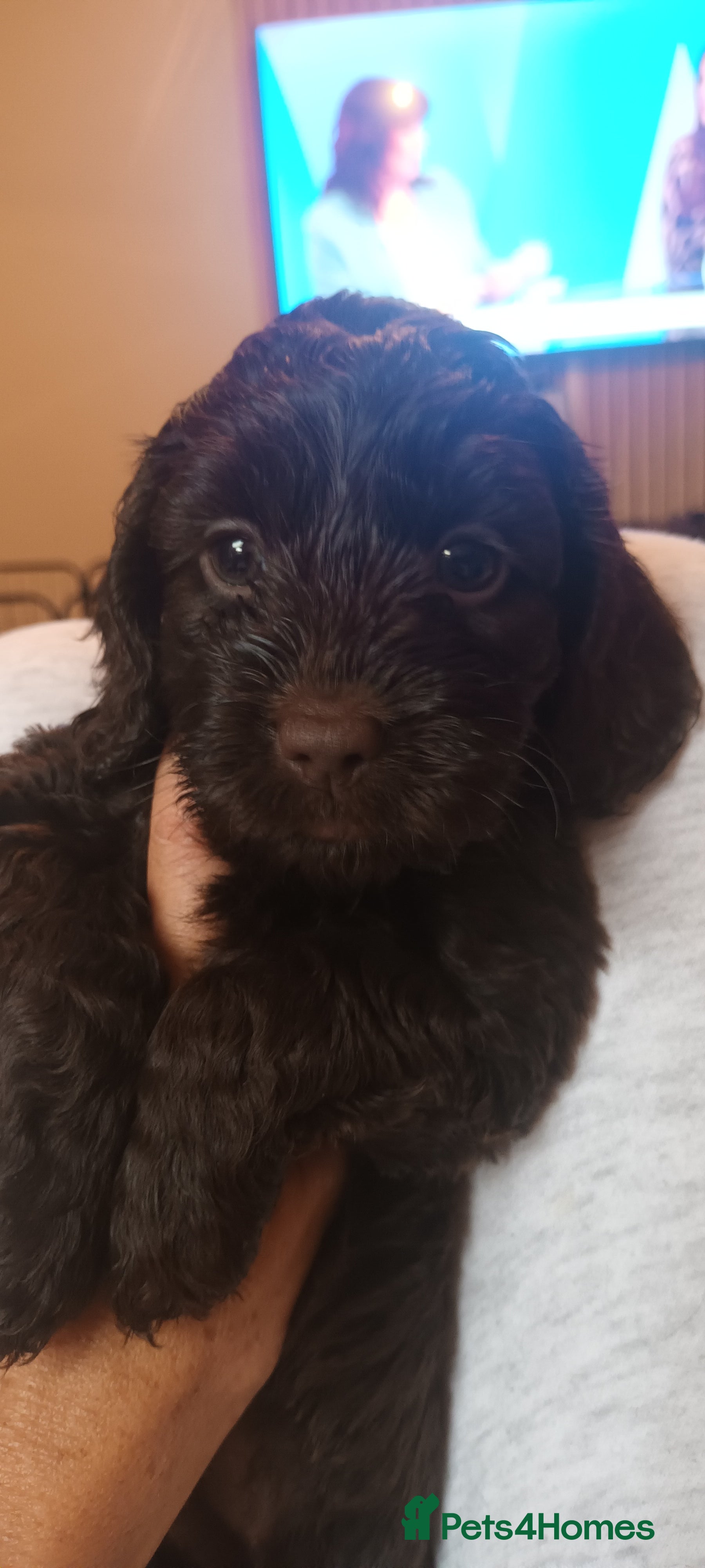 Cockapoo dogs *** Only 1 Girl Left*** F1 Chocolate Cockapoo - Advert 4