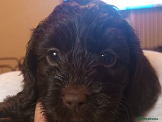 Cockapoo dogs *** Only 1 Girl Left*** F1 Chocolate Cockapoo - Advert 6