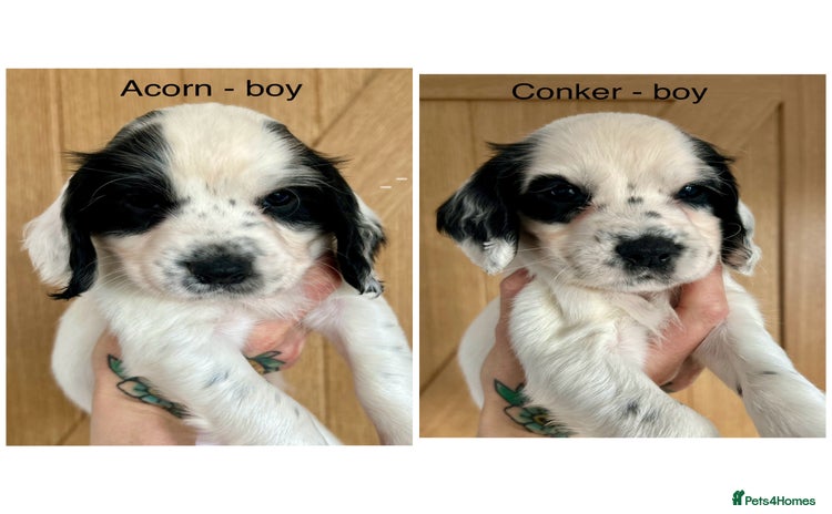 Cocker Spaniel dogs - Advert 3