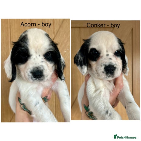 Cocker Spaniel dogs - Advert 3