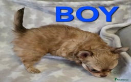 Chihuahua dogs for sale: KC Registered Puppies - Image 11