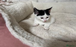 Domestic Shorthair cats for sale: Adorable Kittens Looking for a Loving Home, 🏡 - Image 12