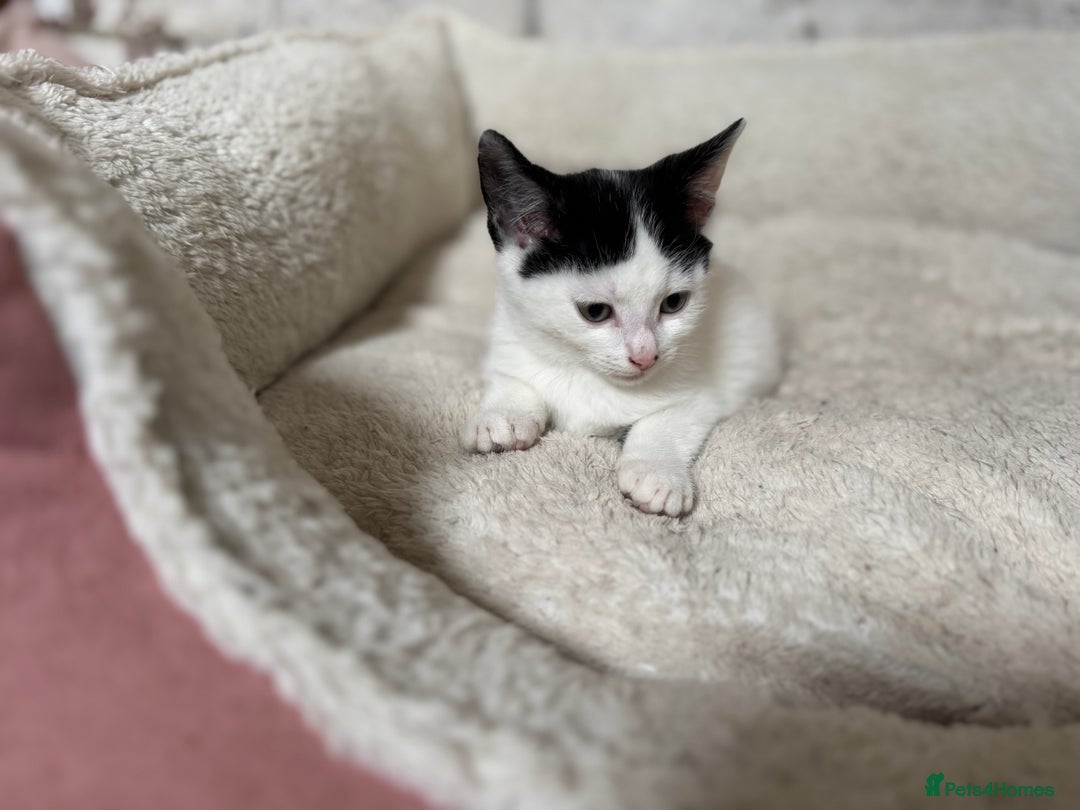 Domestic Shorthair cats for sale: Adorable Kittens Looking for a Loving Home, 🏡 - Image 12