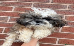 Shih Tzu dogs for sale: Fluffy little Shih tzu pups - Image 8