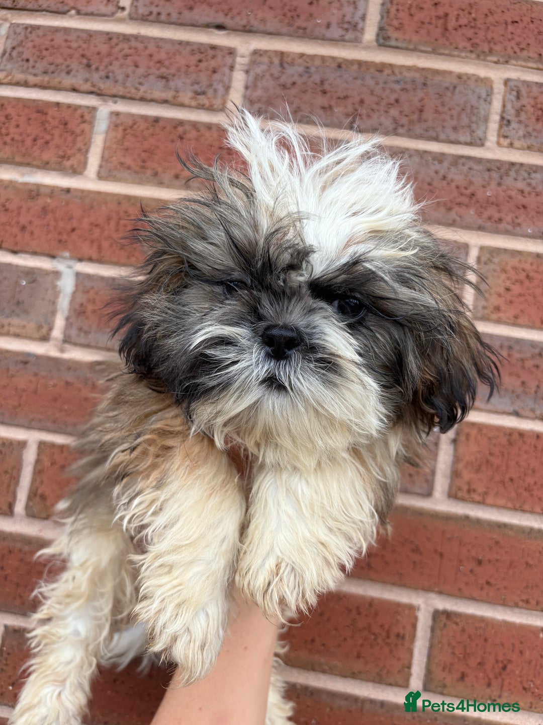 Shih Tzu dogs for sale: Fluffy little Shih tzu pups - Image 8