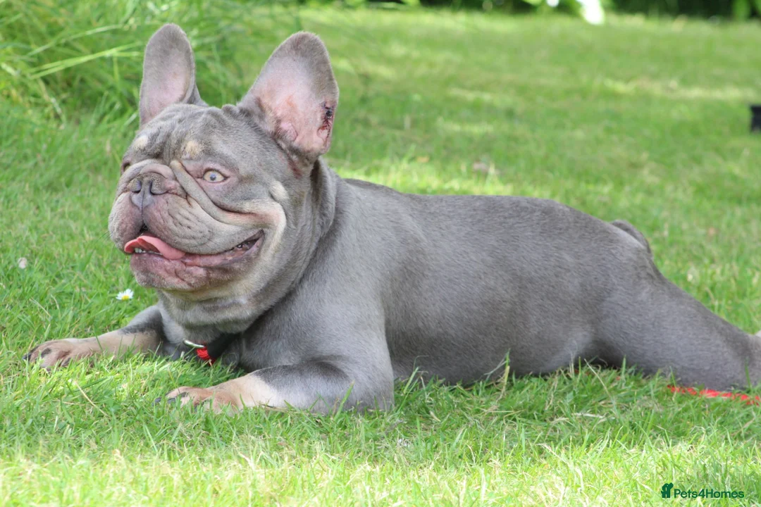 French Bulldog dogs for stud: Lilac and tan French bulldog stud in Basildon - Advert 3