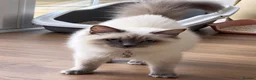 Ragdoll cats for sale: Ragdoll kittens GCCF champion breed show quality  - Advert 14