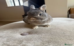 Netherland Dwarf rabbits for sale: Grey bunny with brown patchs - Image 3