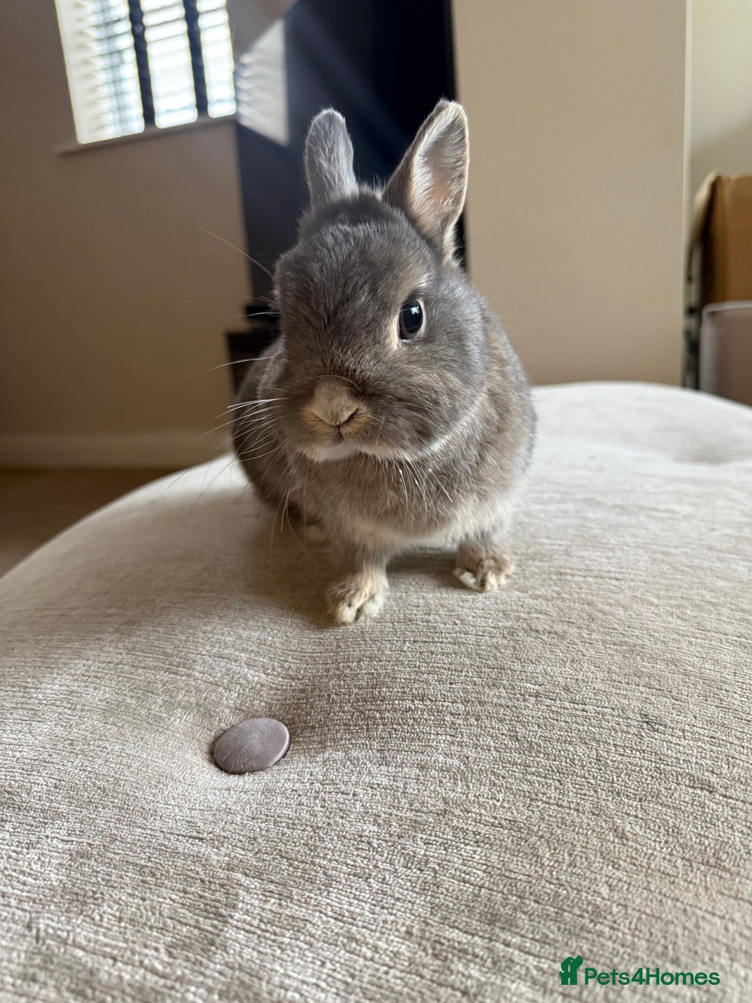 Netherland Dwarf rabbits for sale: Grey bunny with brown patchs - Image 3