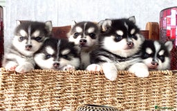 Pomsky dogs for sale: Very Tiny F4 Pomskys  - Image 28