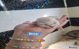 Maine Coon cats for sale: Maincoon kittens - Image 9