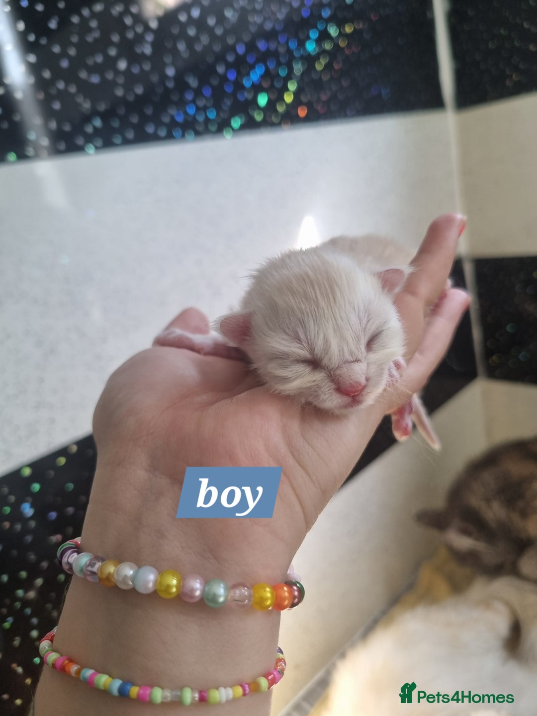 Maine Coon cats for sale: Maincoon kittens - Image 9