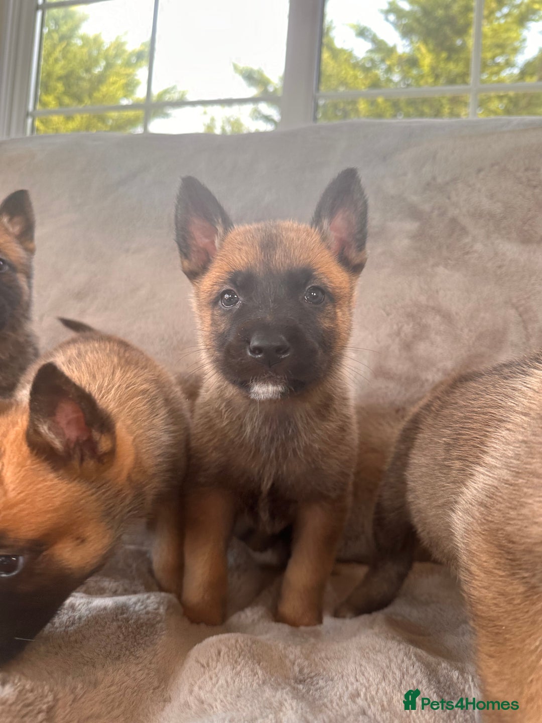 Belgian Shepherd Dog dogs for sale: Dutch Herder Puppies  - Image 14