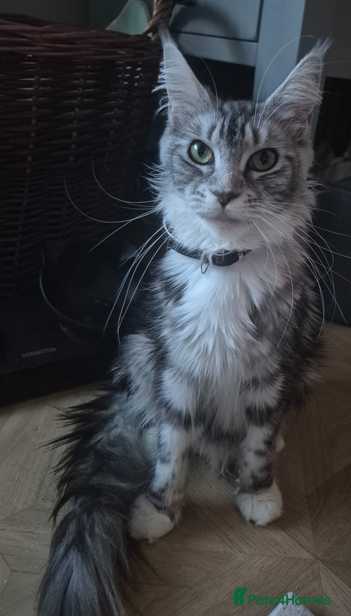 Maine Coon cats 15 week old chunky Maine Coon Kittens  - Advert 2