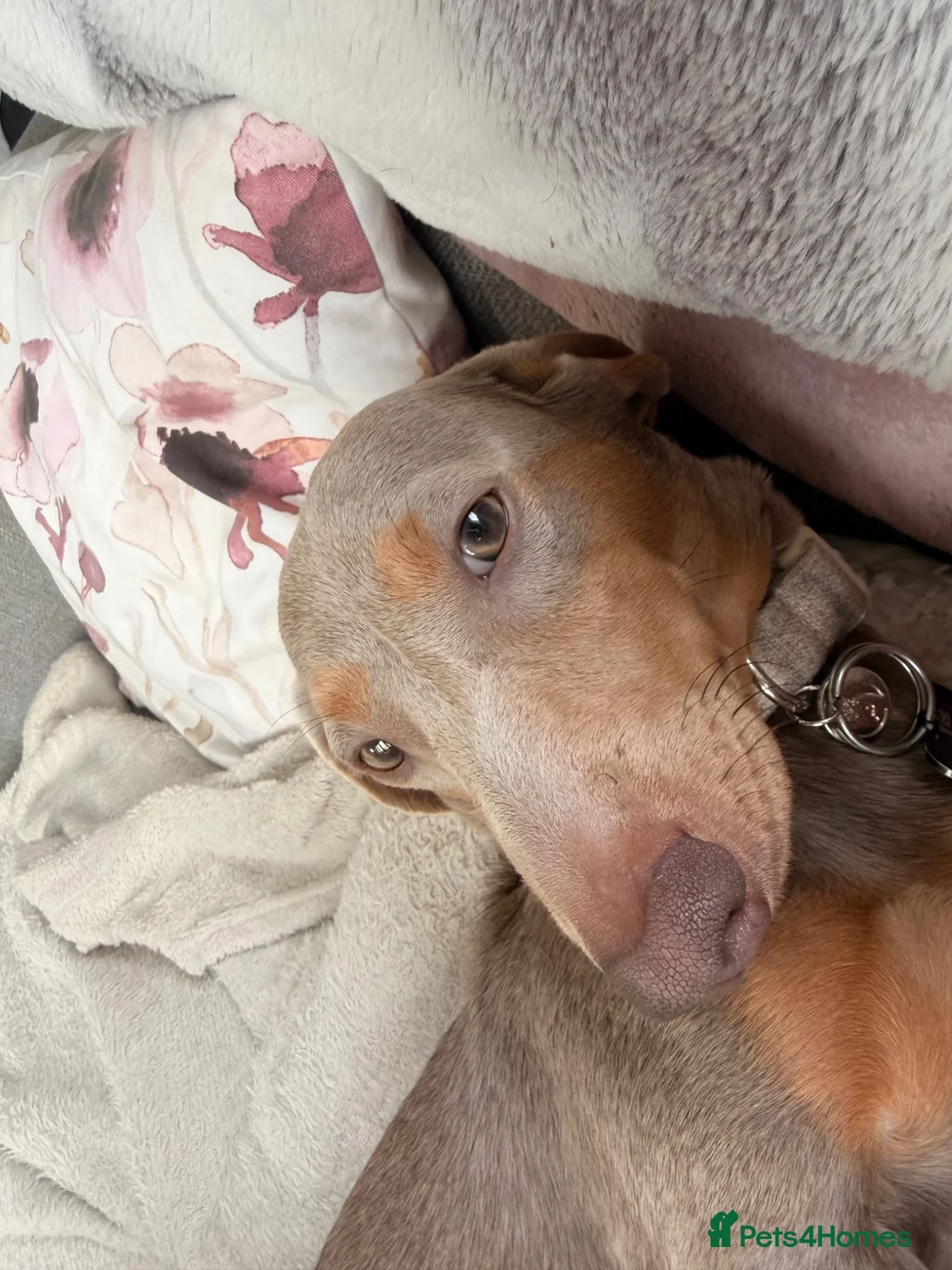 Miniature Dachshund dogs for stud: Enzo Miniature dachshund  - Advert 2