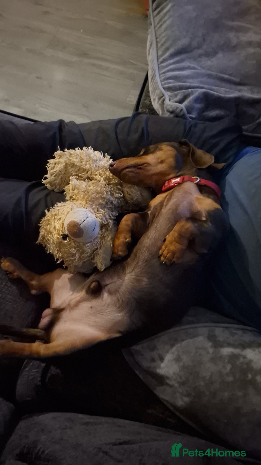 Miniature Dachshund dogs for stud: STUD available  - Image 10