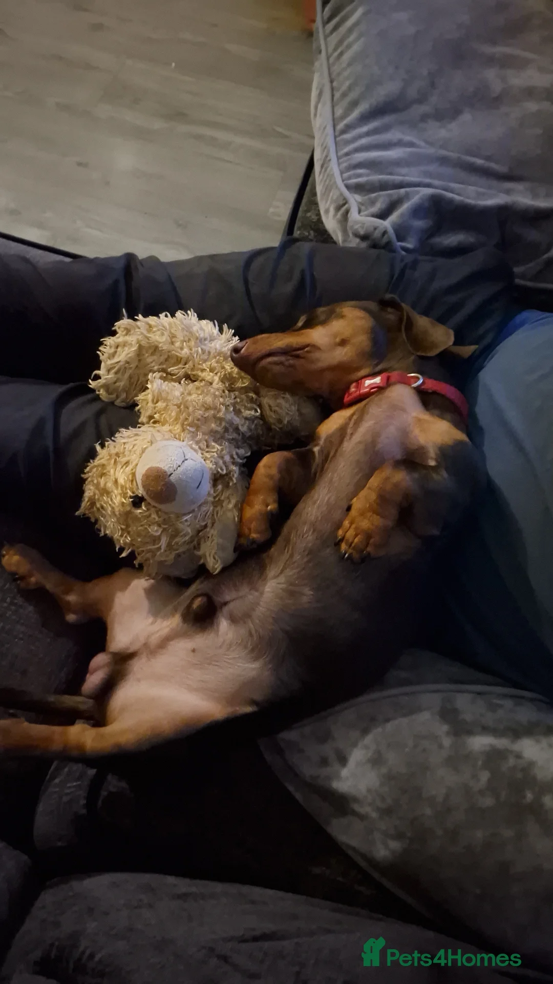 Miniature Dachshund dogs for stud: STUD available  - Advert 9