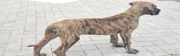 Great Dane dogs for sale: ONLY 1 GIRL LEFT-BRINDLE GREAT DANES-FULLY VAX'D - Advert 6