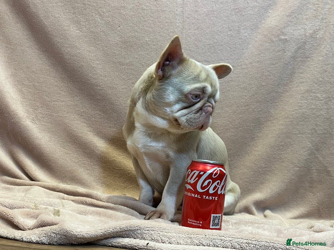 French Bulldog dogs for sale: French bulldog 2 males.One full pink,one blue tan - Advert 19