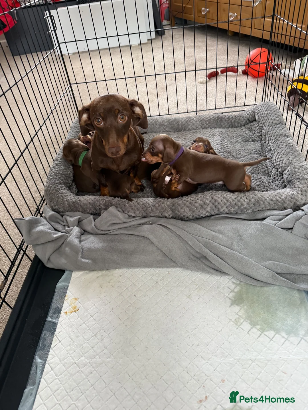 Dachshund dogs for sale: Beautiful dachshund READY for homes  - Advert 2