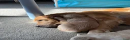 Golden Retriever dogs for sale: Golden Retriever Puppies  - Advert 7