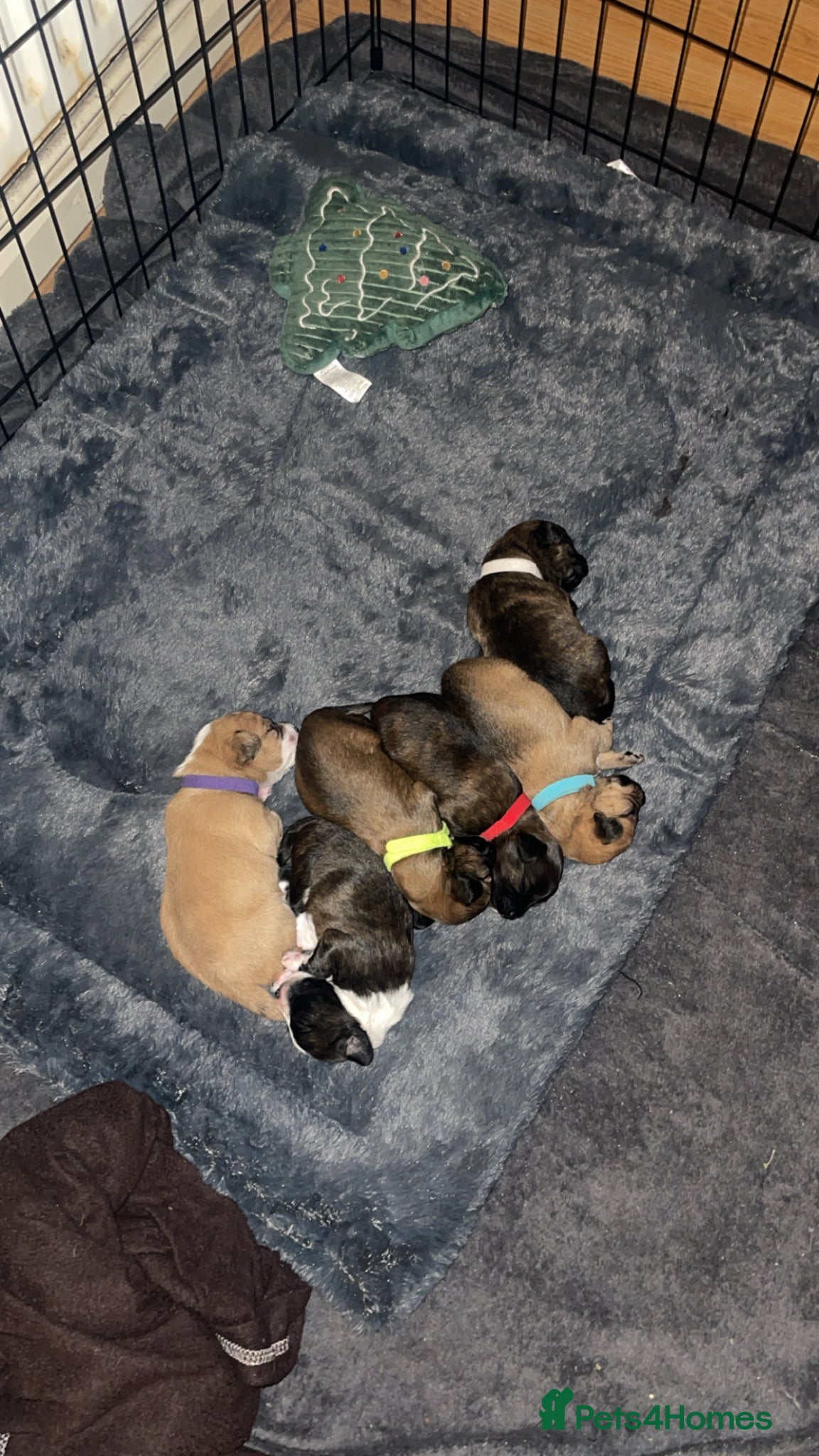 Mixed Breed dogs Adorable Chi-poo Puppies - Advert 7