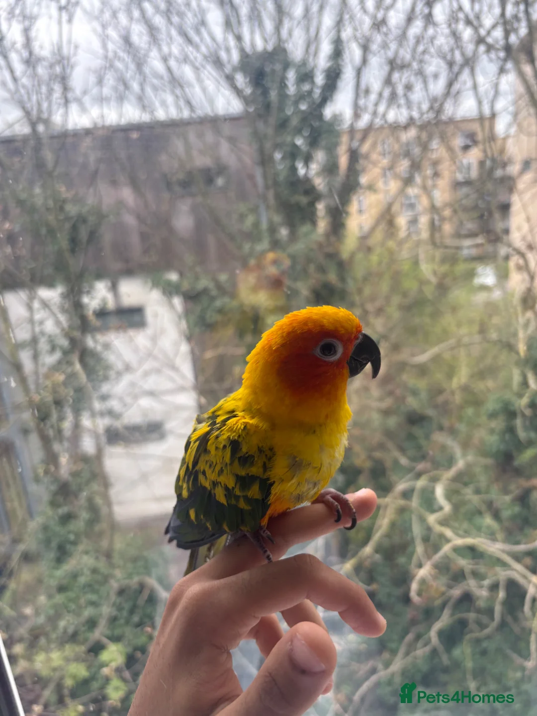 Conures birds for sale: 6 Month old Tamed sun conure  - Advert 2