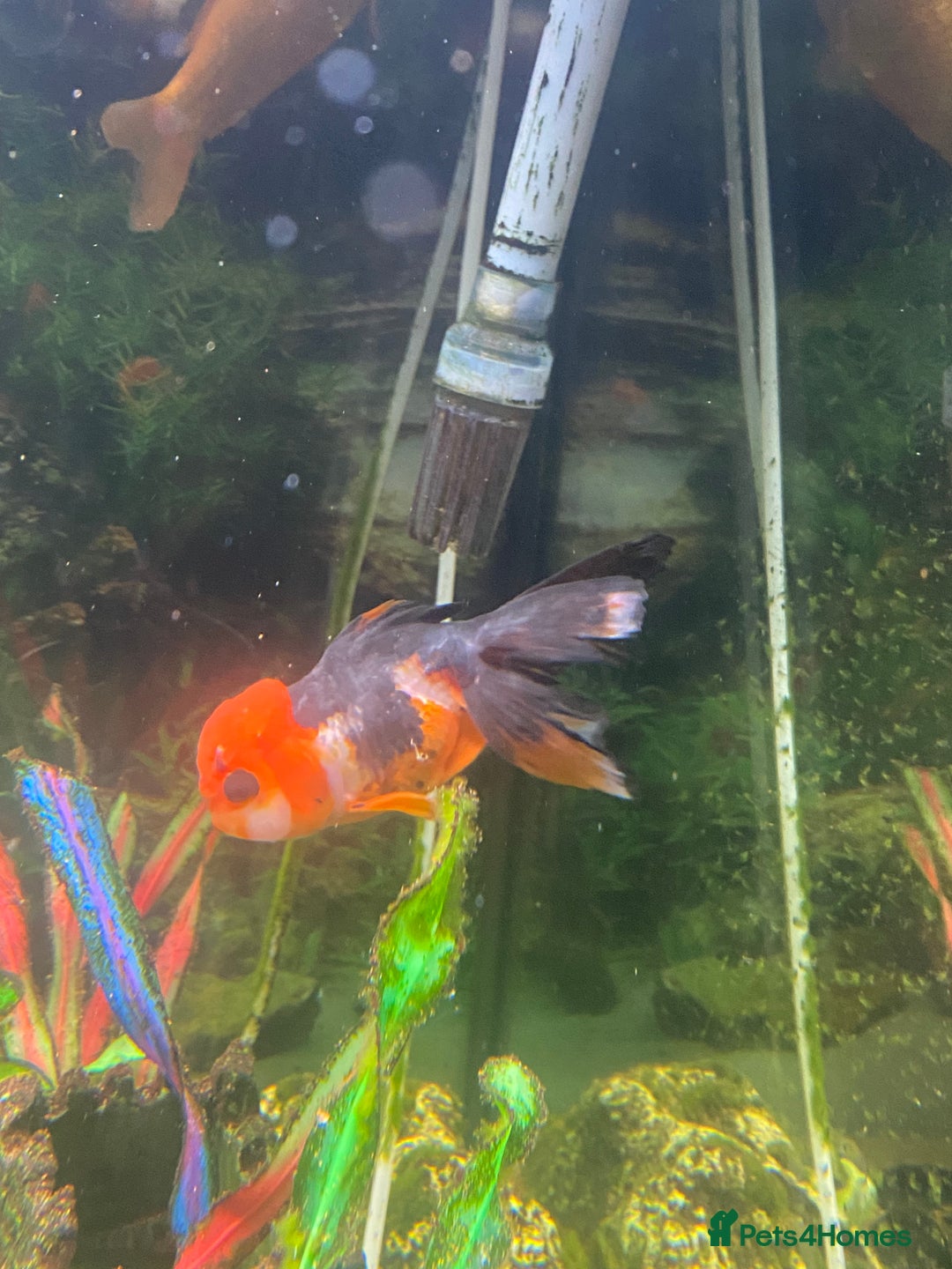 Goldfish fish for sale: Goldfish  - Advert 1