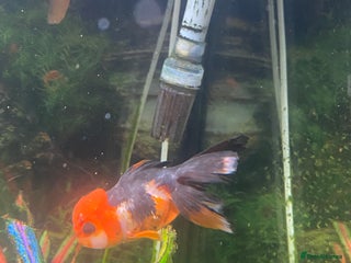 Goldfish fish Goldfish - Advert 1