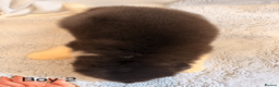 Akita dogs for sale: Chunky Beautiful American Akita Puppies - Advert 7