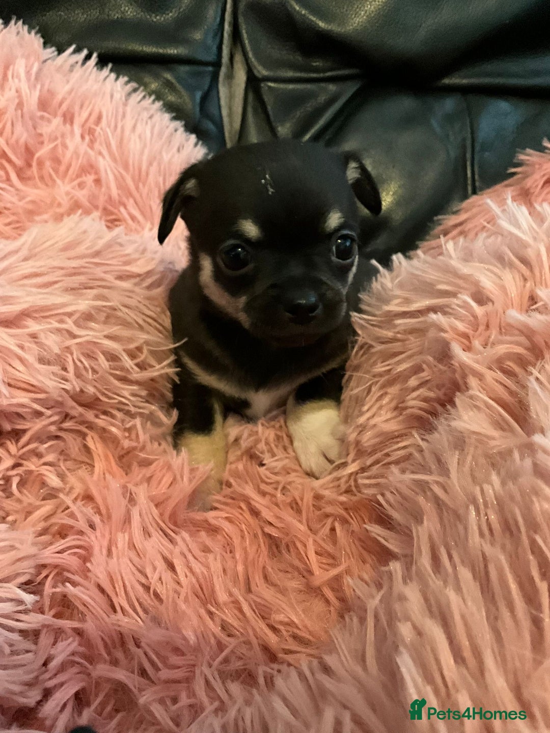 Chihuahua dogs for sale: Beautiful black & blue tri chihuahua puppies  - Advert 7