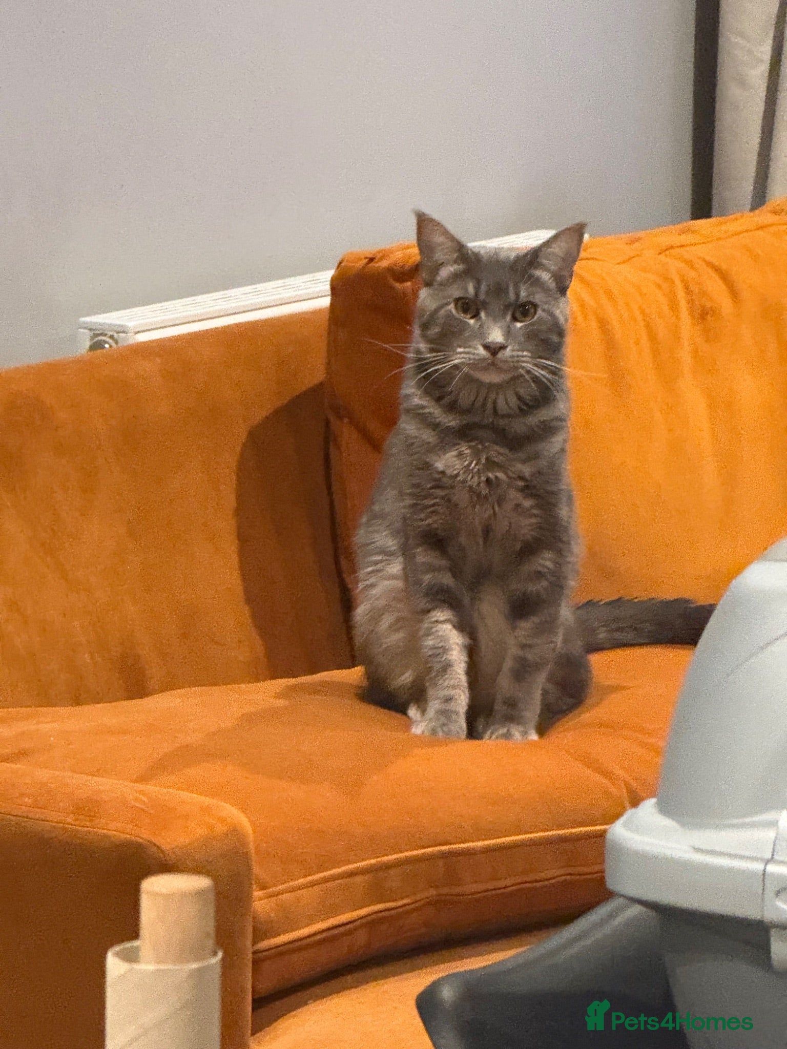 Mixed Breed cats Indoor Cat Looking for a Forever Home - Advert 1