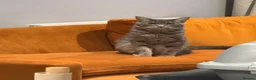 Mixed Breed cats for sale: Indoor Cat Looking for a Forever Home in Sheffield - Advert 1