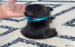 Whippet dogs for sale: Collie X whippet X whippet  - Image 14