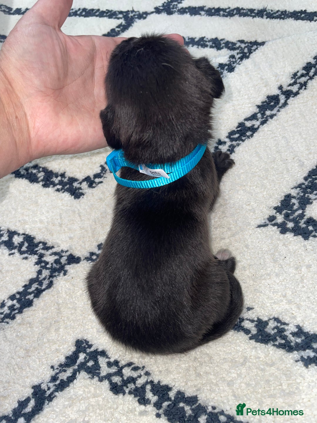 Whippet dogs for sale: Collie X whippet X whippet  - Image 14