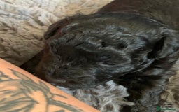 Schnoodle dogs for sale: LAst GIRL REDUCED READY NOW  - Image 1
