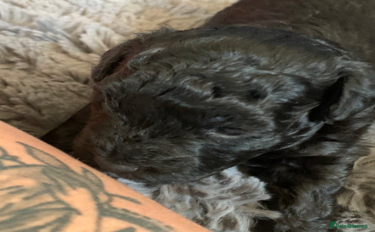 Schnoodle dogs - Advert 10