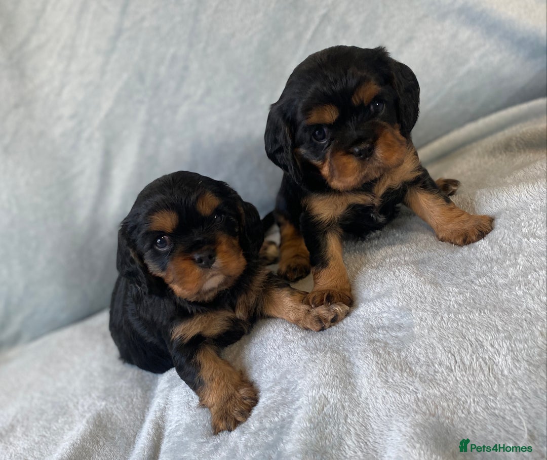 Cavalier King Charles Spaniel dogs for sale: KC Reg CKCS Puppies *health tested parents* - Image 1