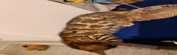 Bengal cats for sale: Adorable kittens for sale - Advert 13