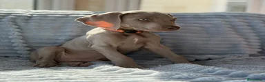 Orange Boy