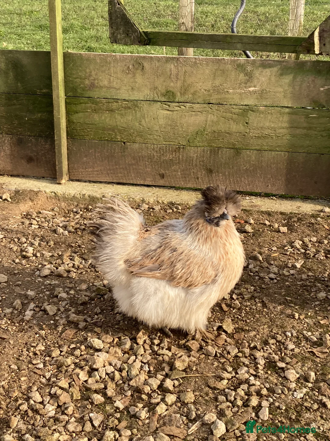 Chickens poultry for sale: Silkies mixed colours - Advert 1