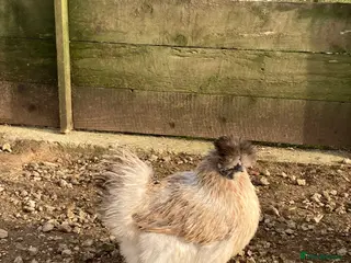 Chickens poultry Silkies mixed colours - Advert 2