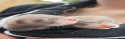 Ferret rodents for sale: Ferret kits ready to leave now - Advert 13