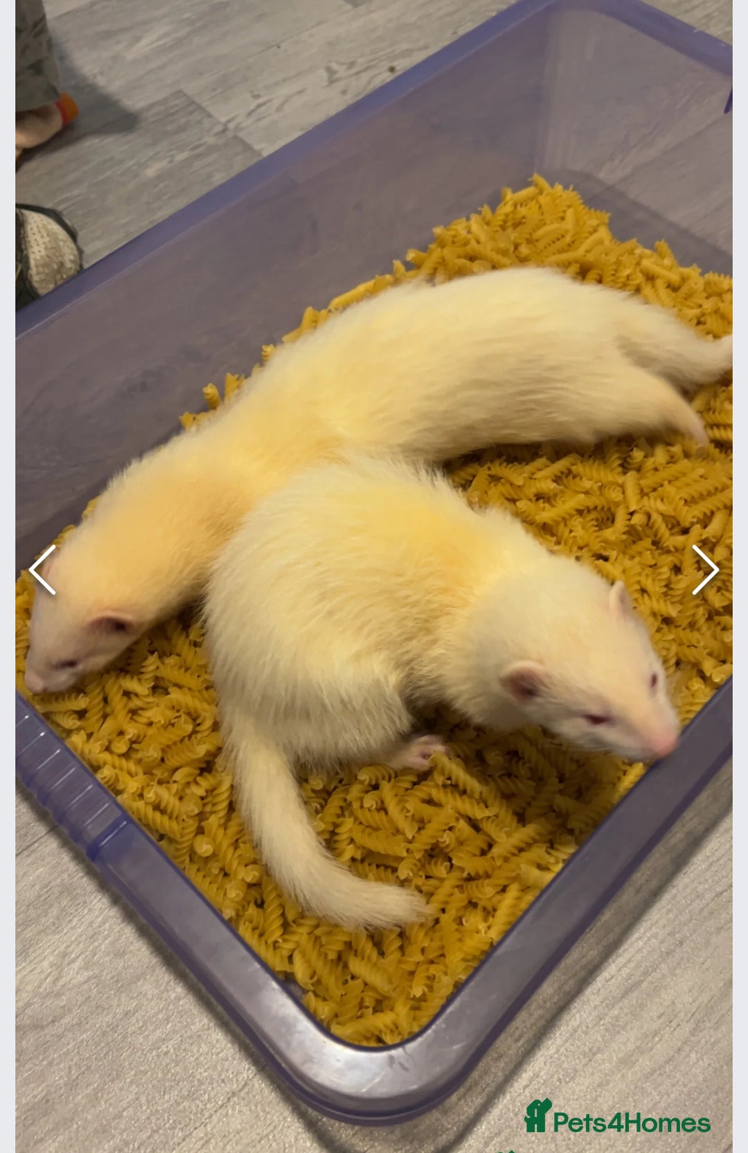 Ferret rodents for sale: two male ferrets for sale  - Advert 2