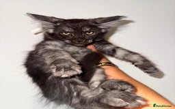 Maine Coon cats for sale: BLACK SMOKE 5 GENERATION PEDIGREE MAINE COONS - Image 6