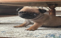 Pug dogs for sale:  Deep apricot multi champion pedigree pug puppies  in Bolton - Image 18