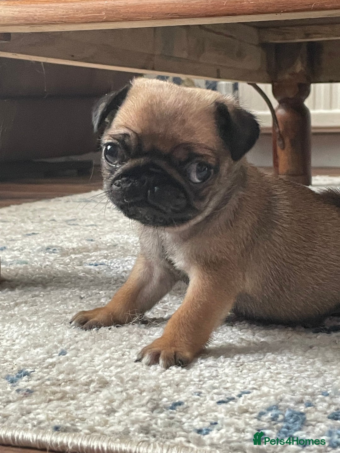 Pug dogs for sale:  Deep apricot multi champion pedigree pug puppies  in Bolton - Image 18