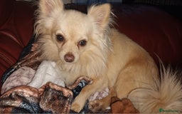 Chihuahua dogs for stud: 2kg small chihuahua stud - Image 2