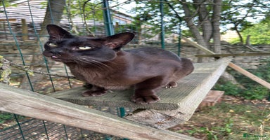 Burmese cats - Advert 2